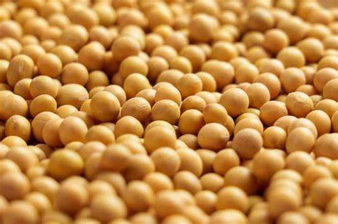 Soybeans Post Friday Gains, Despite Larger US Stocks
