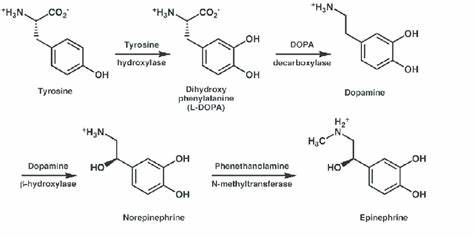 Dopayours, Dopamine