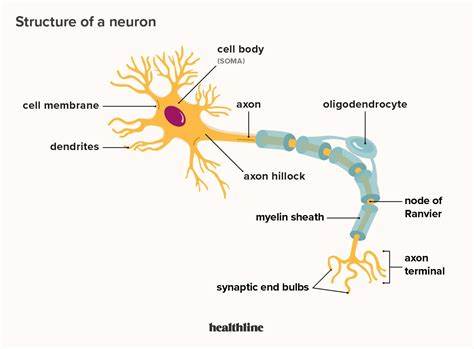 Tell Me Again About Neurons Now