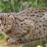 Two rare fishing cats born in France