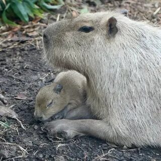 How a baby capybara led the San Antonio Zoo to accept cryptocurrency donations - San Antonio Express-News