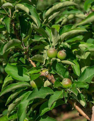 5 Reasons why Cider is the most sustainable beverage out ... - Sxollie