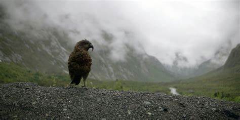 Jetzt wird's wild: Entdecke diese 12 Tiere in Neuseeland