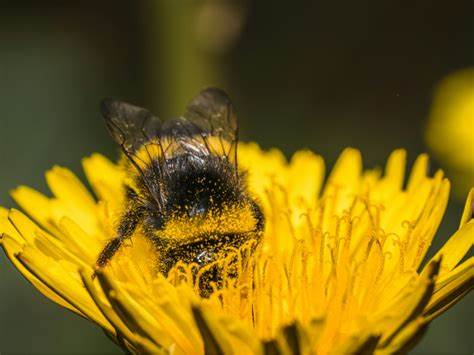 What a bumble bee chooses to eat may not match its ideal diet
