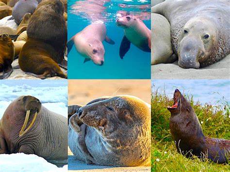 Unterschied Seehunde, Seelöwen, Seebären ... - Passenger On Earth