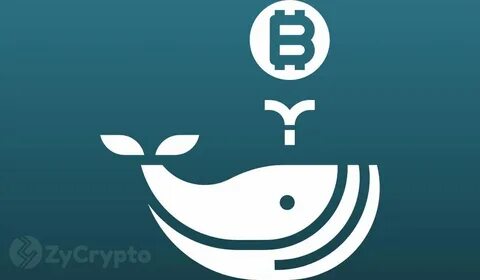 Whales Accumulate Over 133,000 BTC in Under a Month Amid Bitcoin Price Slump