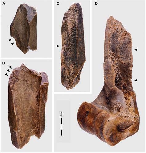 Large-scale processing of within-bone nutrients by Neanderthals, 125kya