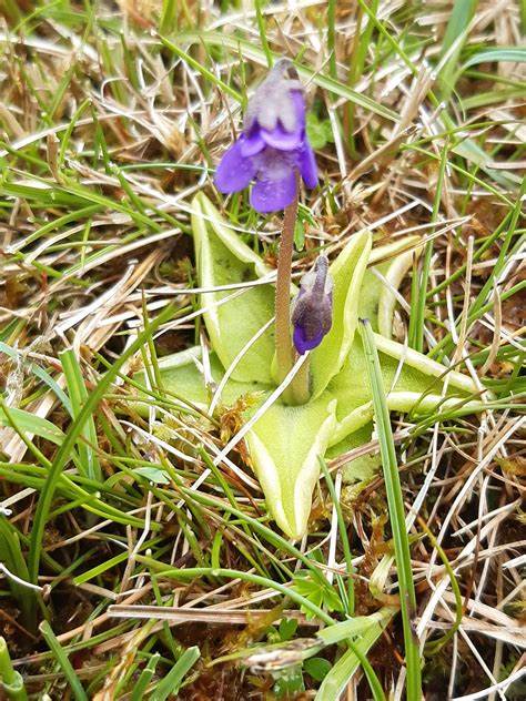 NHM UK Biodiversity | Can anyone identify these flowers for ... - Facebook