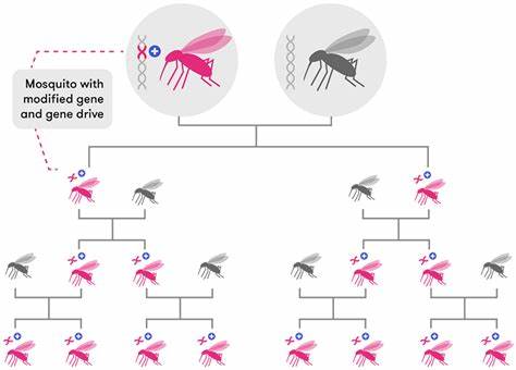 Driving a protective allele of the mosquito FREP1 gene to combat malaria