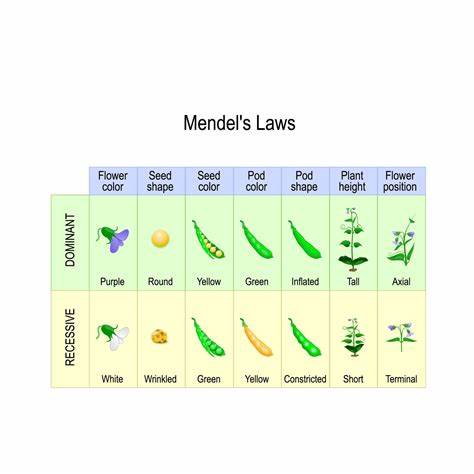 Century-old genetics mystery of Mendel's peas solved