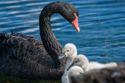Positioning A Portfolio For A Black Swan World | Seeking Alpha