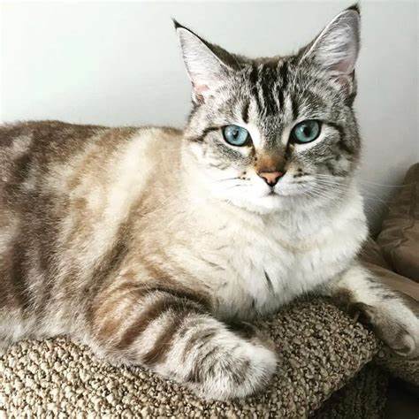 lynx point是什么意思？_百度知道