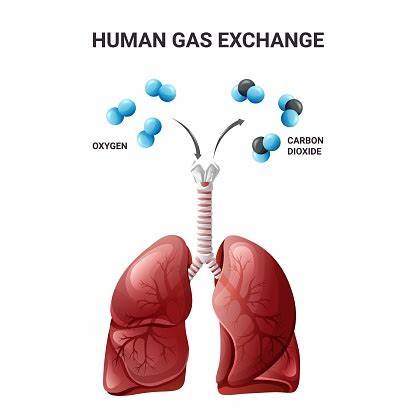 An average human breathes out roughly 1kg of carbon dioxide a day