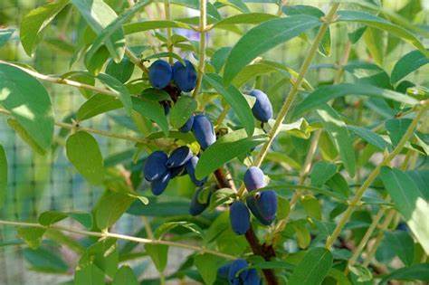Borealis Honeyberry | Lonicera caerulea 'Borealis'
