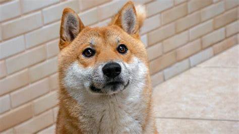 $500 Million in Shiba Inu (SHIB) in 24 Hours: Something Big Coming? - U.Today