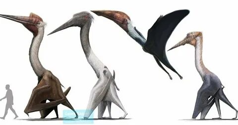 From pterosaurs to cryptocurrency: DSU students share research accomplishments - Madison Daily Leader