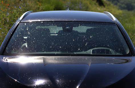 What's That Splatter on Your Windshield?