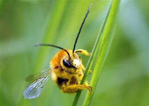 Honey bees sniff-out landmines at the University of Montana