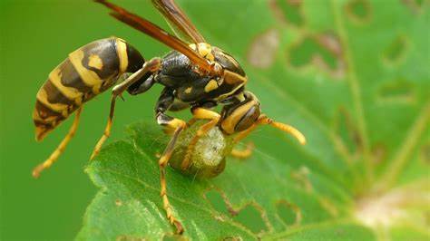 What do wasps do?