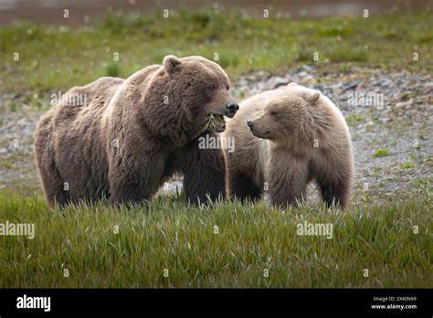 Bear Blog Discovery Feed