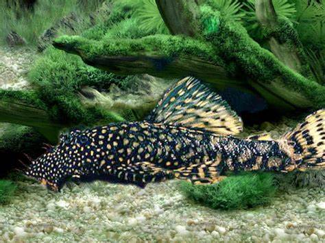 Meilleurs poissons qui nettoient les aquariums - AquaWorldHub