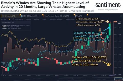 Bitcoin Whales Accumulated Over $350 Billion Since BTC’s Price Plunged Last Month