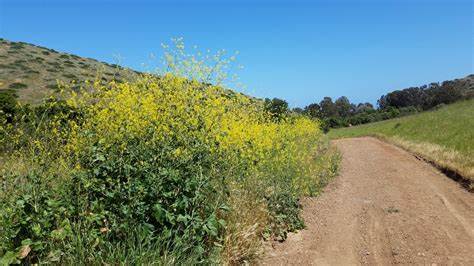 In California, an invasive mustard is destabilizing desert plant communities