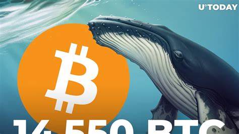 Whales Always Know When to Buy & Make 7 Figures! - Binance