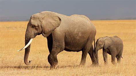 How long do elephants live? What animal lives the longest? - BBC