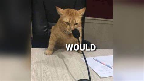 Video Gallery - Know Your Meme