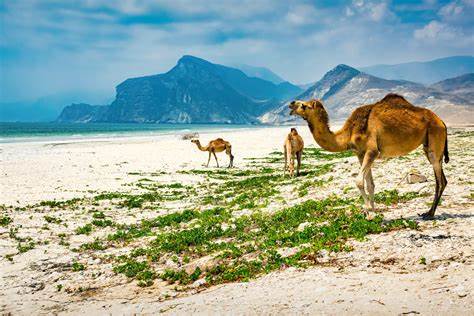 Oman bets big on cryptocurrency mining despite Bitcoin’s volatility - The Circuit