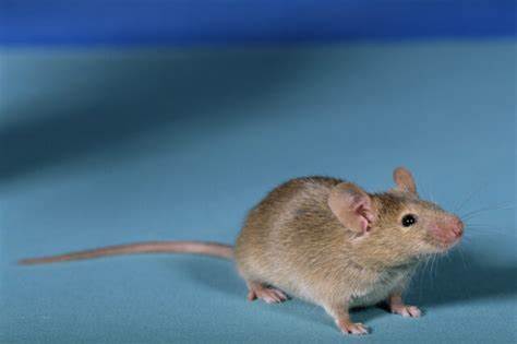 Researchers get viable mice by editing DNA from two sperm