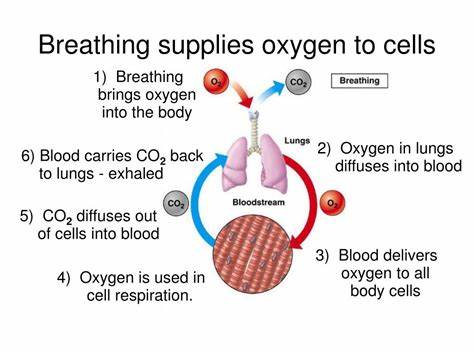 The Cells That Breathe Two Ways