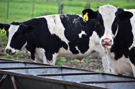 Elanco Enters Agreement With Medgene To Commercialize Highly Pathogenic Avian Influenza Vaccine in Dairy Cattle - Yahoo Finance