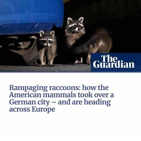 Rampaging raccoons: how the American mammals took over a German city