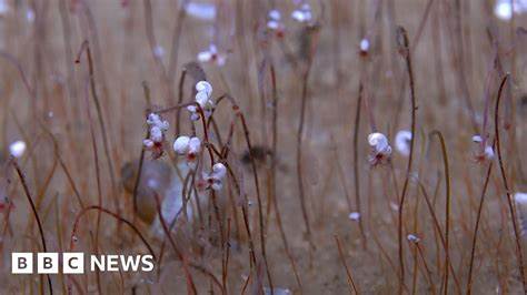 'Communities' of extreme life seen for first time in deep ocean