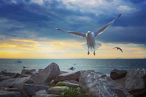 Gulls are intelligent, vital birds that deserve our protection, not scorn (2024)
