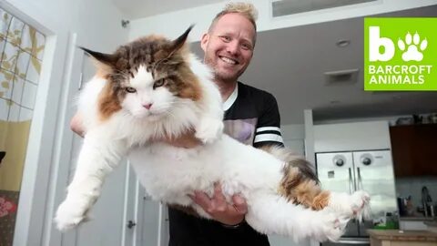 Giant Maine Coon Cat Is the Most Fitting Workout Buddy for His Pilates Performing Mom - Yahoo Life