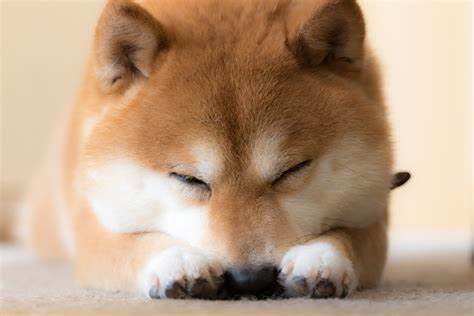 Should You Buy Shiba Inu While It's Trading Under $0.0001?