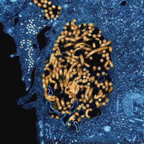 Optical pooled CRISPR screening used to identify potential Ebola drug targets