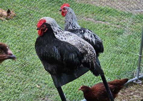 She Got a Permit for Her Chickens. Now the City Is Fining Her $80k