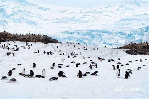 史上最强南极攻略，手打2.5万字，怎样才能避坑看这篇就够了！