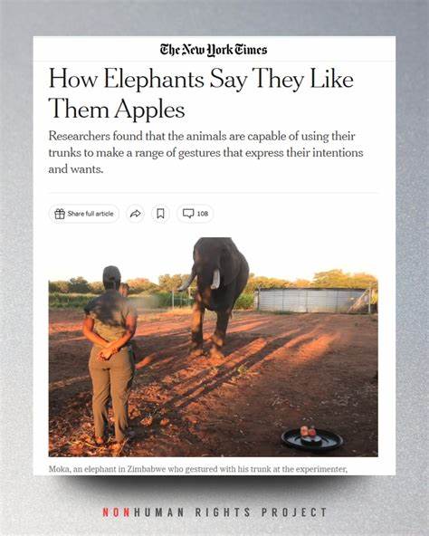 Elephants Say They Like Them Apples