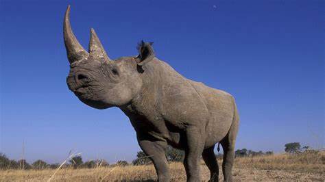 Rhino horns made radioactive to foil traffickers in South African project