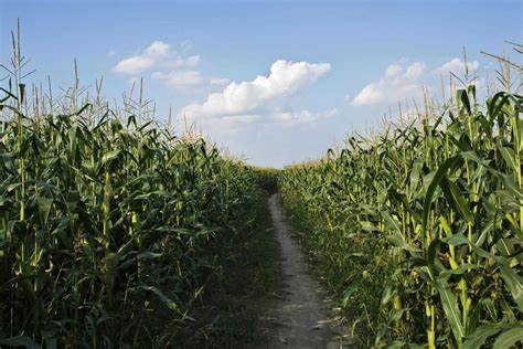 Corn Weakness Extends to the Tuesday Close