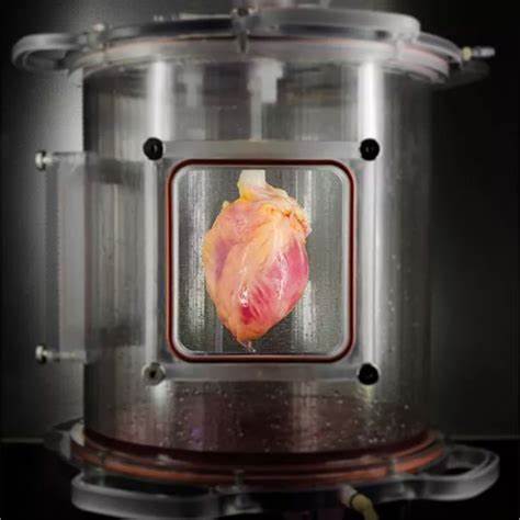Mini hearts, lungs and livers made in lab now grow their own blood vessels