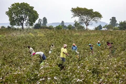 India Extends Tariff Waiver for Imported Cotton, Stoking Tension Between Farmers and Exporters