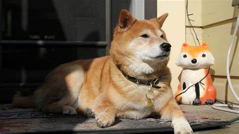 Dogecoin löst Hype um japanischen Jagdhund aus: Züchter warnen vor Kauf von Shiba Inu