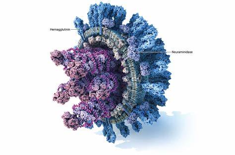 A single shot of a flu drug could outperform vaccines