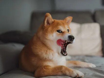 Shiba Inu surges; DeGods Season 3 NFT unveiled - Forkast News